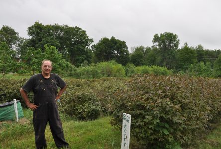 Dans l’Est ontarien, une ferme cultive des fruits hors du commun