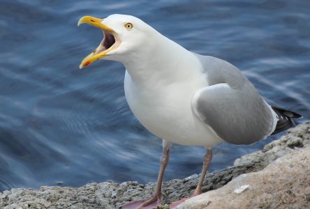 What is a ‘pest bird’, wonders council