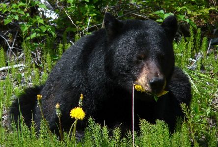 Province recommends caution as bears wake