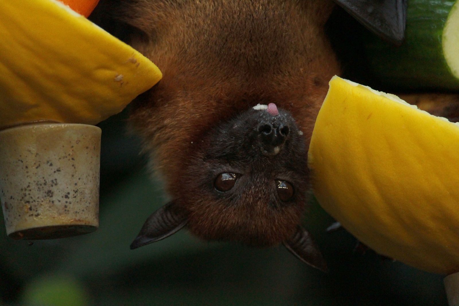 EOHU warns of rabies in bats