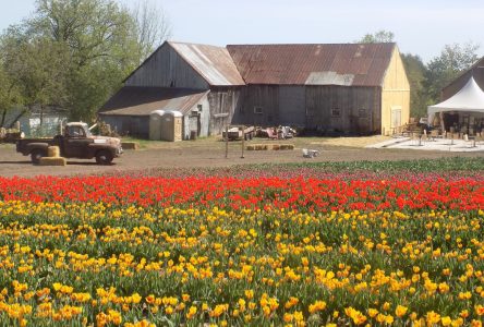 Champs de tulipes à Vankleek Hill