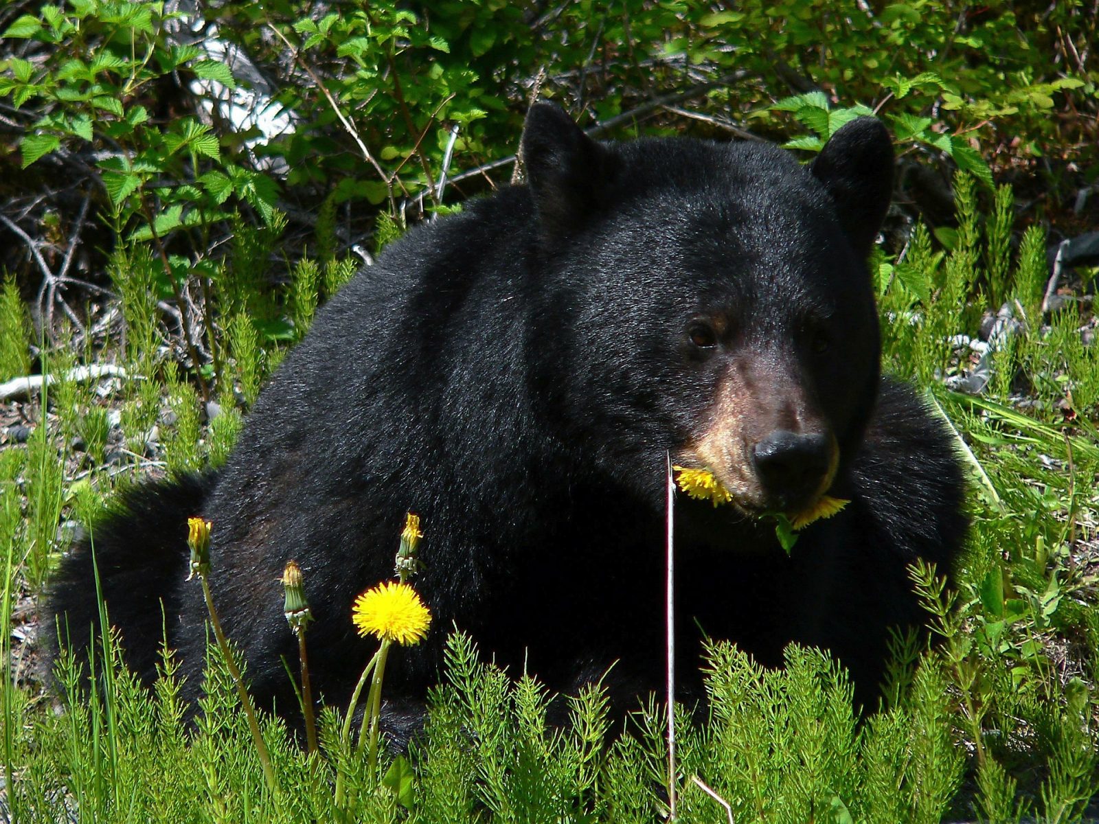 La province recommande la prudence face au réveil des ours