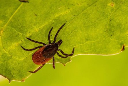 Protect yourself from ticks