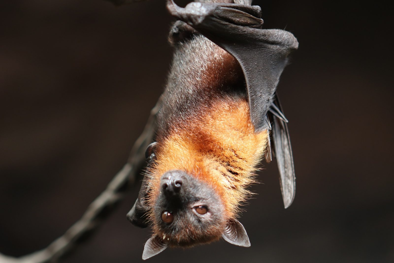 Bat rabies alert issued