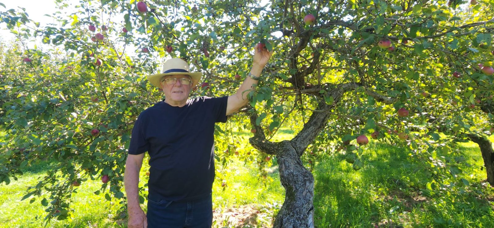 Bourget apple orchard ripe for the picking