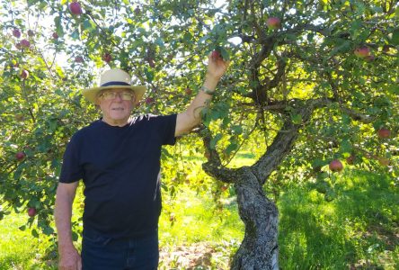 Bourget apple orchard ripe for the picking