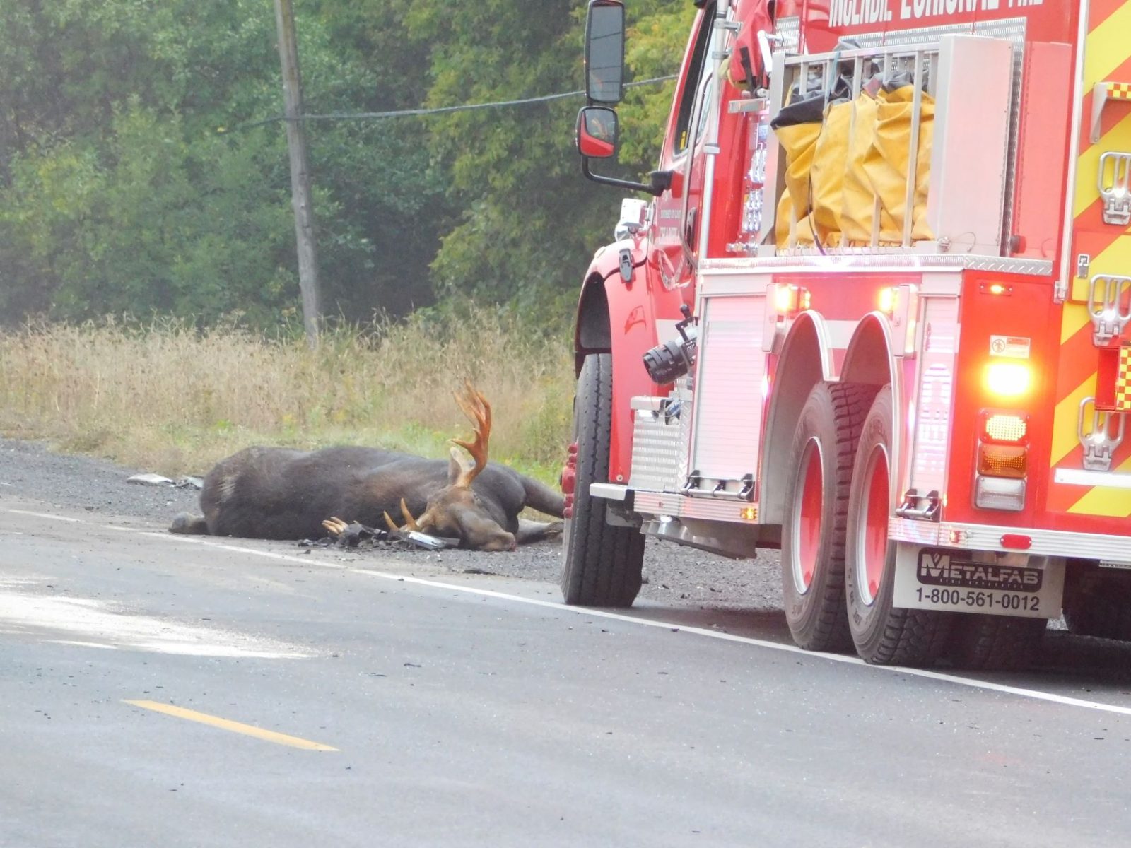 Moose killed in morning accident