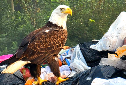 Bald eagle spotted at Bourget landfill