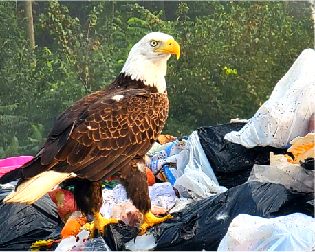 Bald eagle spotted at Bourget landfill