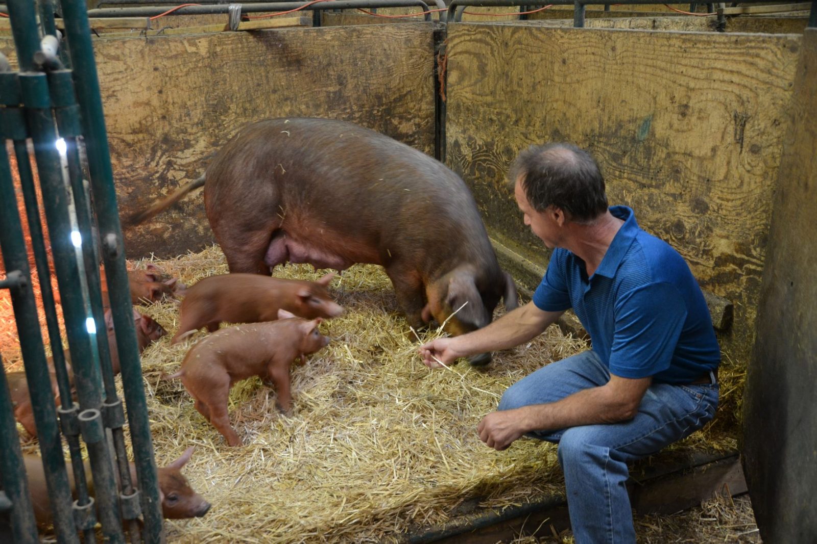 Vankleek Hill farmer has to shut down his wild boar operation