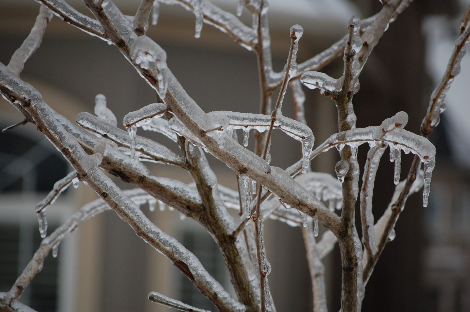 Freezing rain knocks out power in Alfred-Plantagenet and St-Isidore