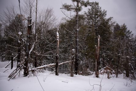 Besoin de conseils en foresterie pour la reprise après la tempête