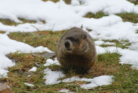 Your guess is as good as a groundhog’s