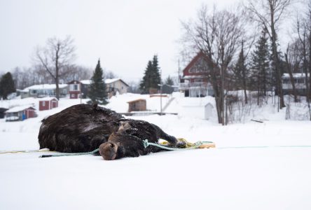 Une orignal rencontre une fin tragique dans la rivière des Outaouais