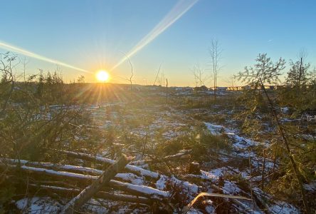 Les CUPR perdent plus de forêts que la plupart des comtés de l’Ontario