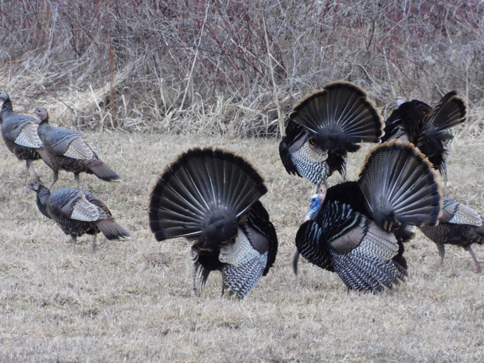 Turkey hunting season is here Les éditions André Paquette