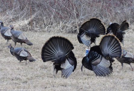 Turkey hunting season is here