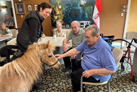 Une grande visite pour un cheval miniature