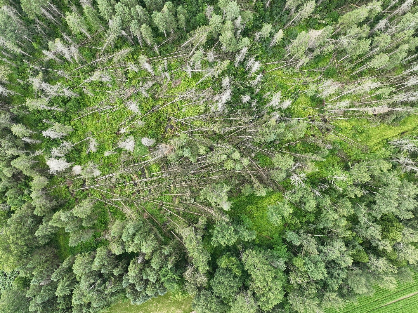 Tornades d’Embrun et de Fournier confirmées