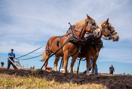 100 years of plowing tradition