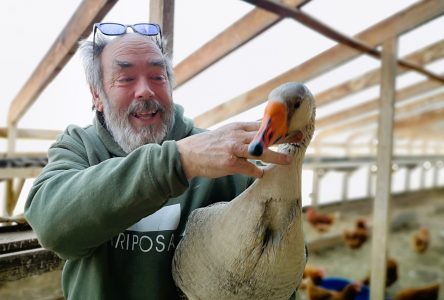 From Muscovy duck to Toulouse goose, Ottawa’s duck guy calls A-P home