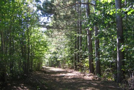 Le canton d’Alfred-Plantagenet envisage une nouvelle politique en matière de couverture forestière
