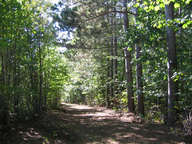 Une plainte concernant l’abattage d’arbres