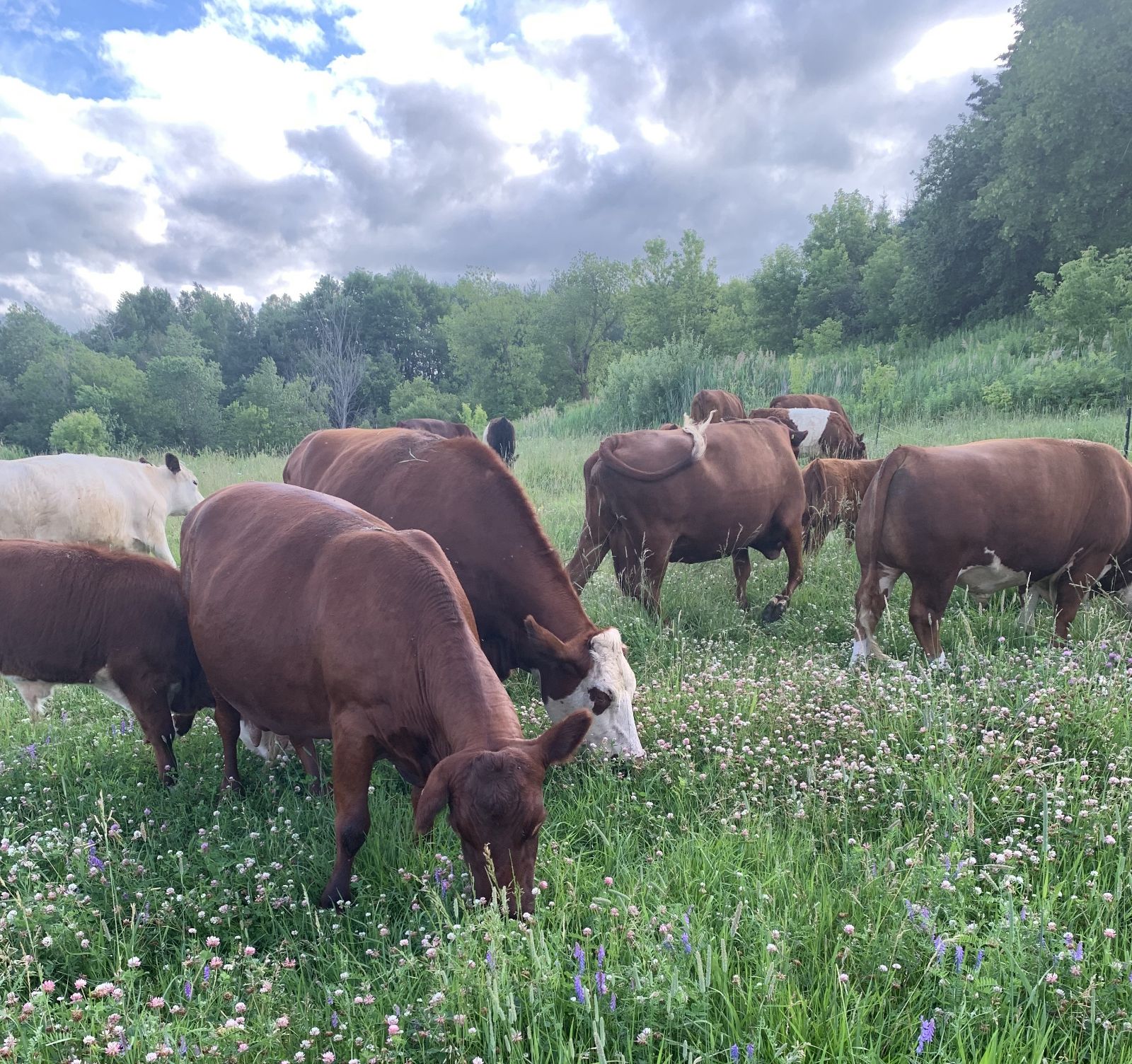 Yeoman Beef Farm: From city life to sustainable farming