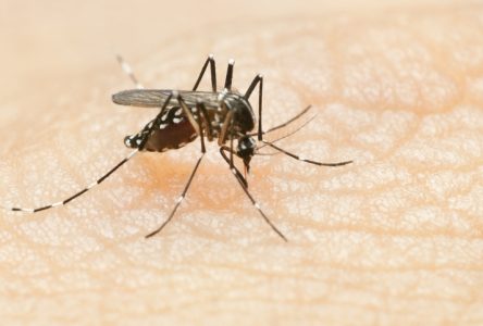 West Nile Virus Found in Mosquitoes in Eastern Ontario