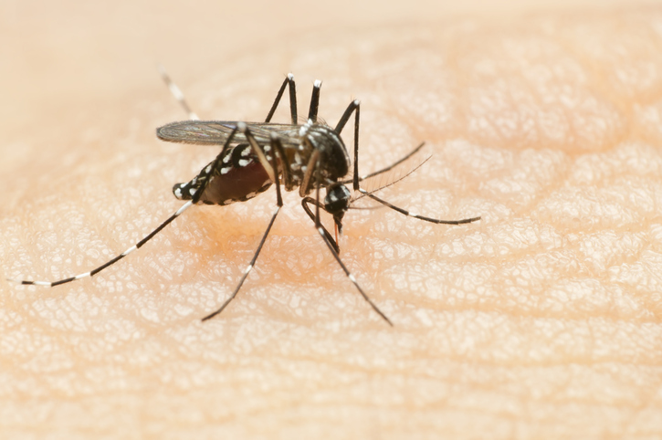 West Nile Virus Found in Mosquitoes in Eastern Ontario