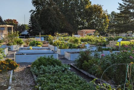 Rockland Community Garden co-founder reflects on year two