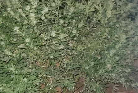 Cannabis plants damaged; resident frustrated that nothing can be done