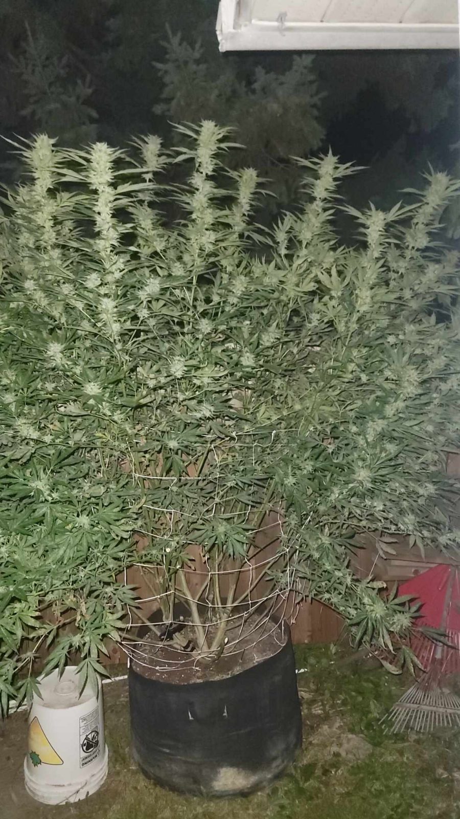 Cannabis plants damaged; resident frustrated that nothing can be done